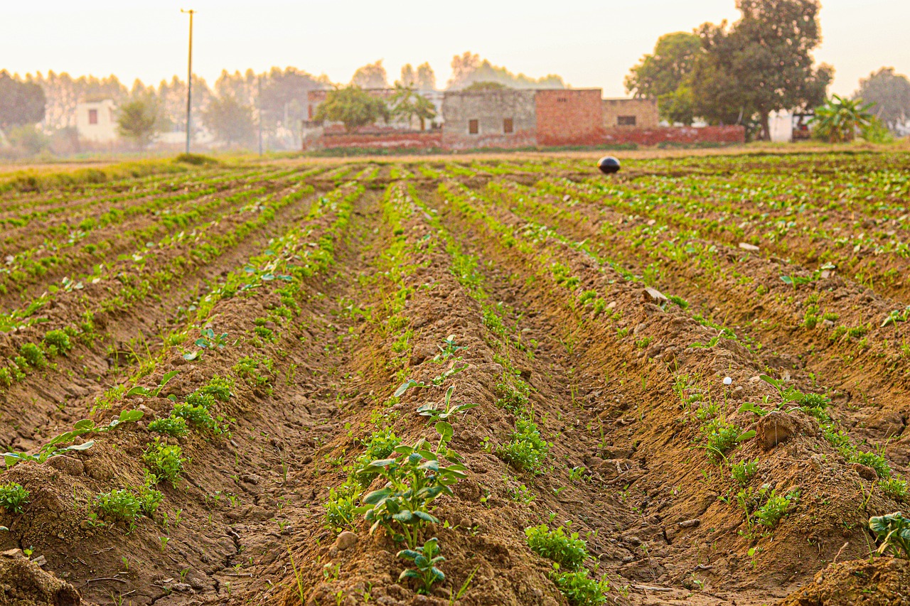 field, farm, india, planting, farming, village, indian village, indian village, indian village, indian village, indian village, indian village