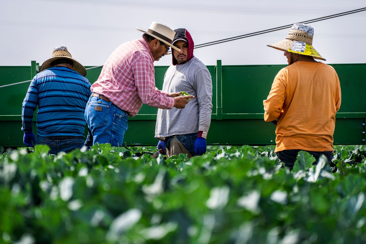 Group of adult men working on vegetable harvesting in an outdoor farm.